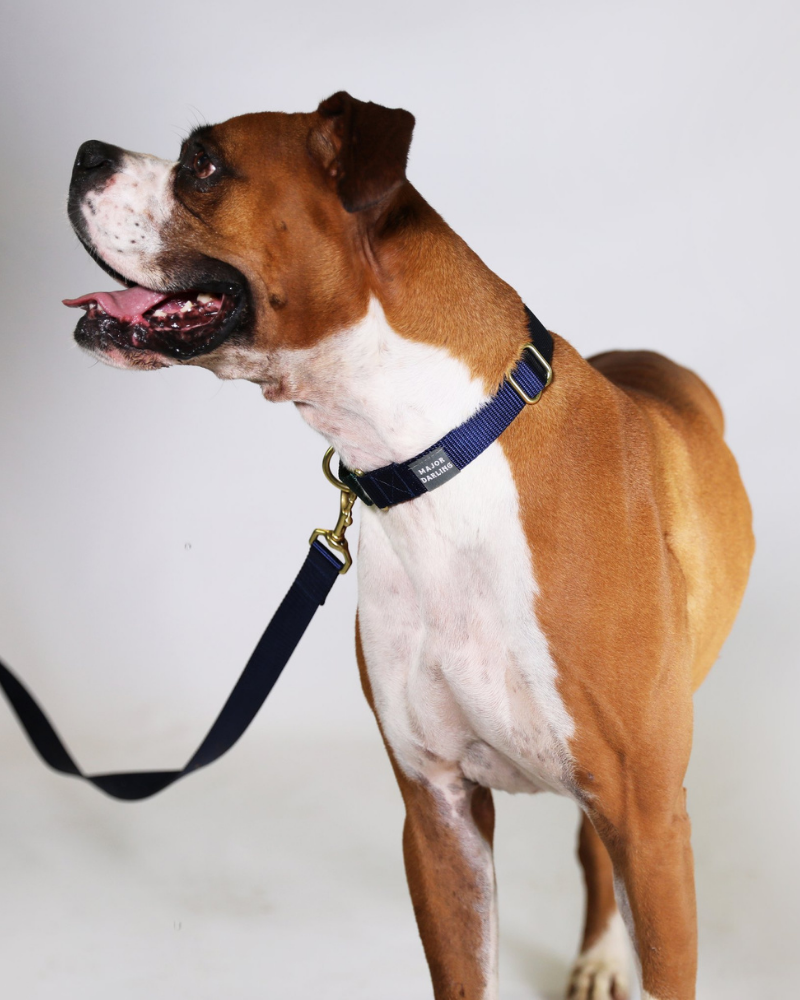 Martingale Dog Collar in Navy + Evergreen