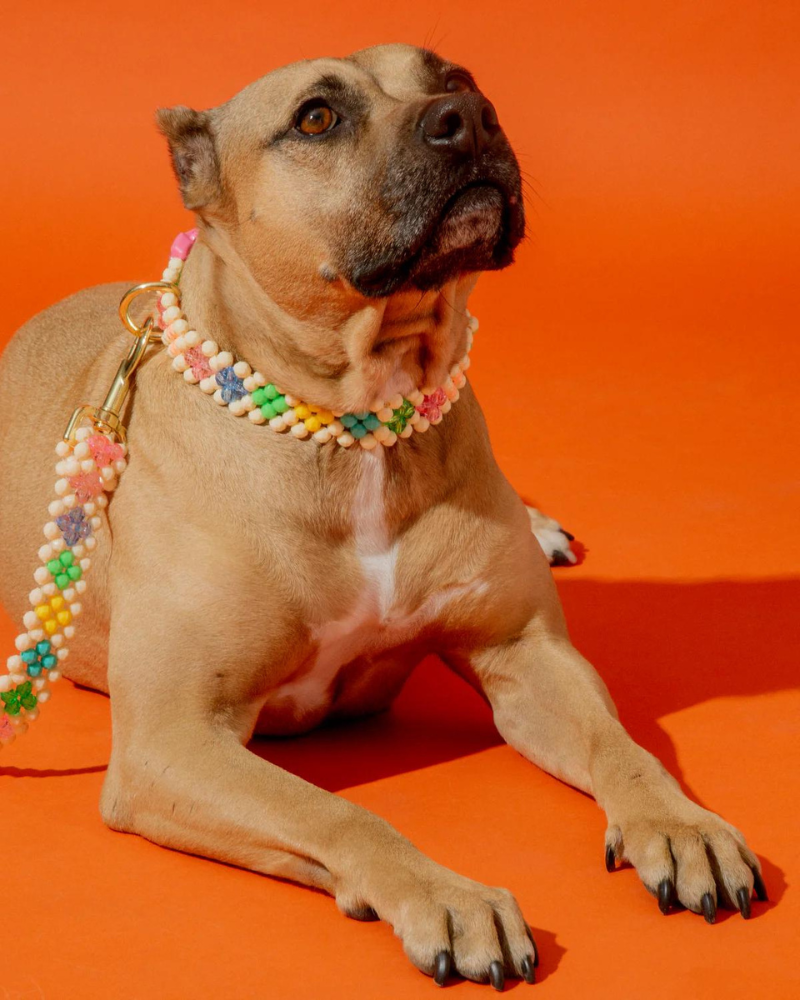 Broadway Beaded Dog Collar in Matinee