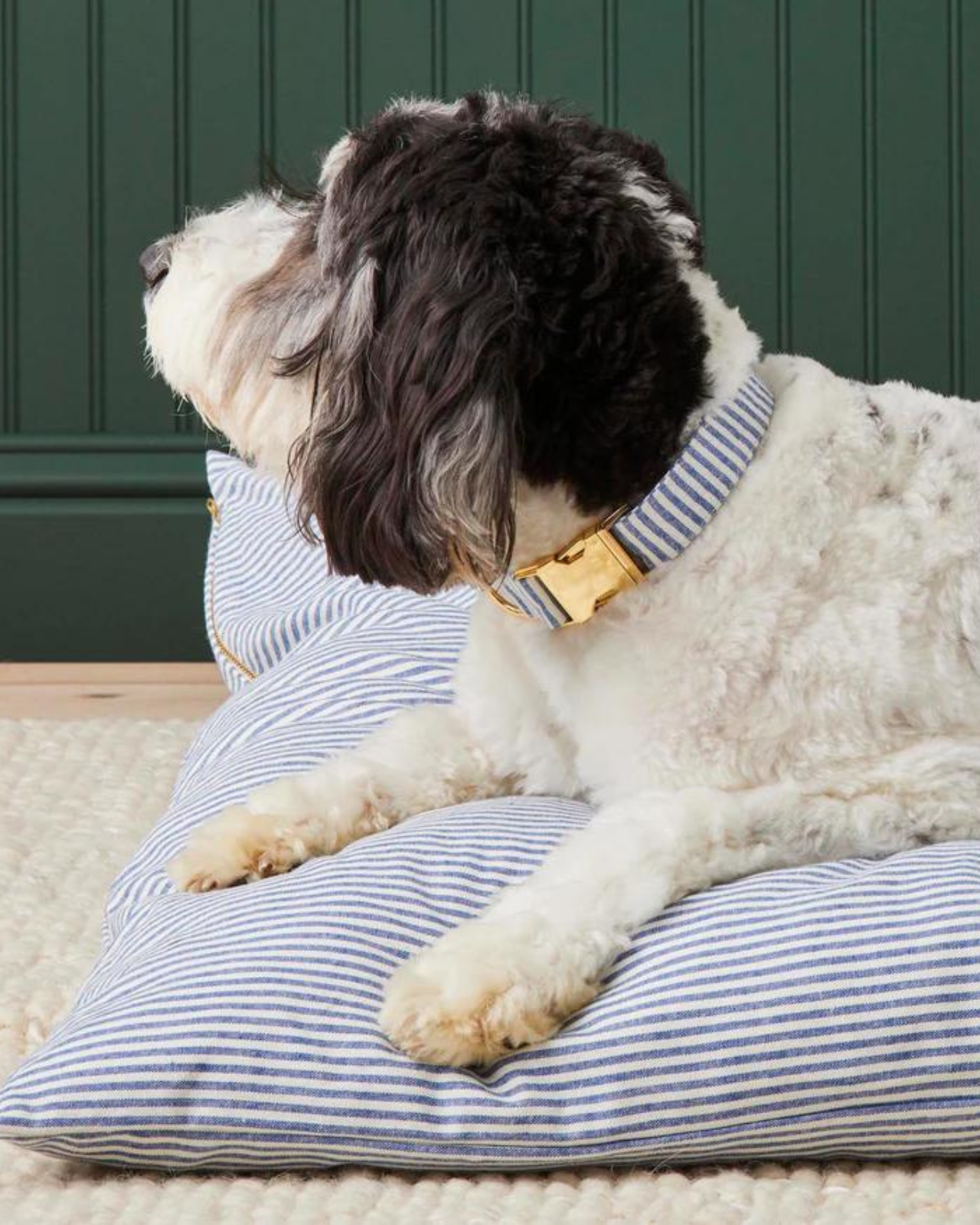 Lake Blue Stripe Dog Collar
