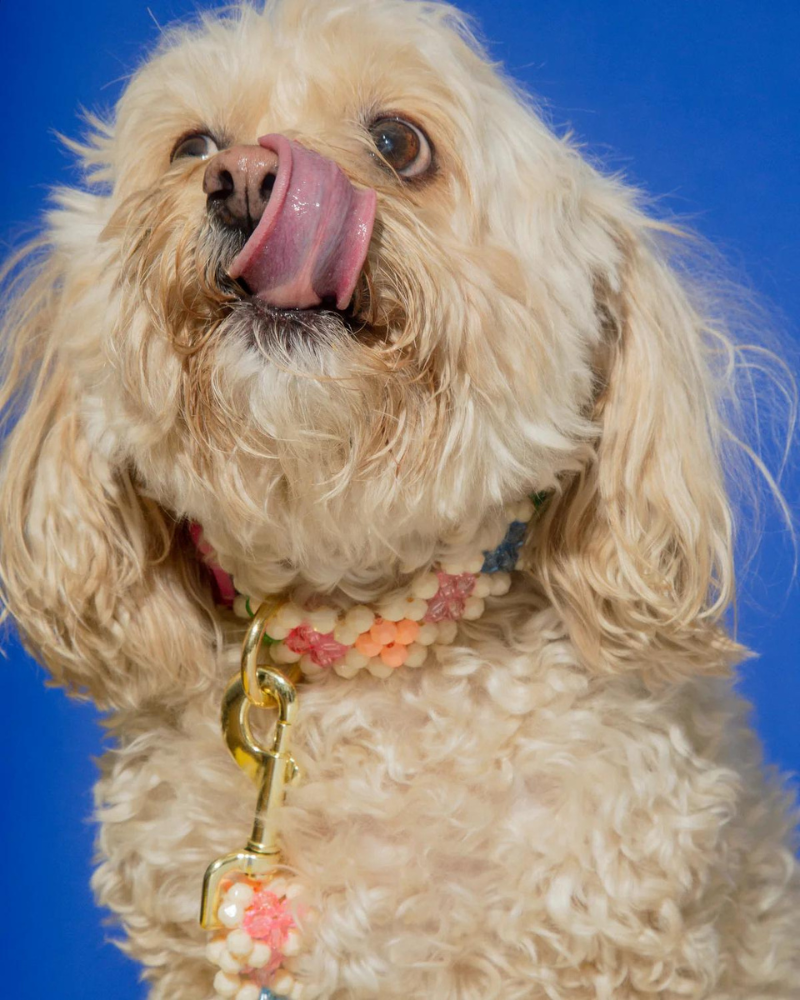 Broadway Beaded Dog Collar in Matinee