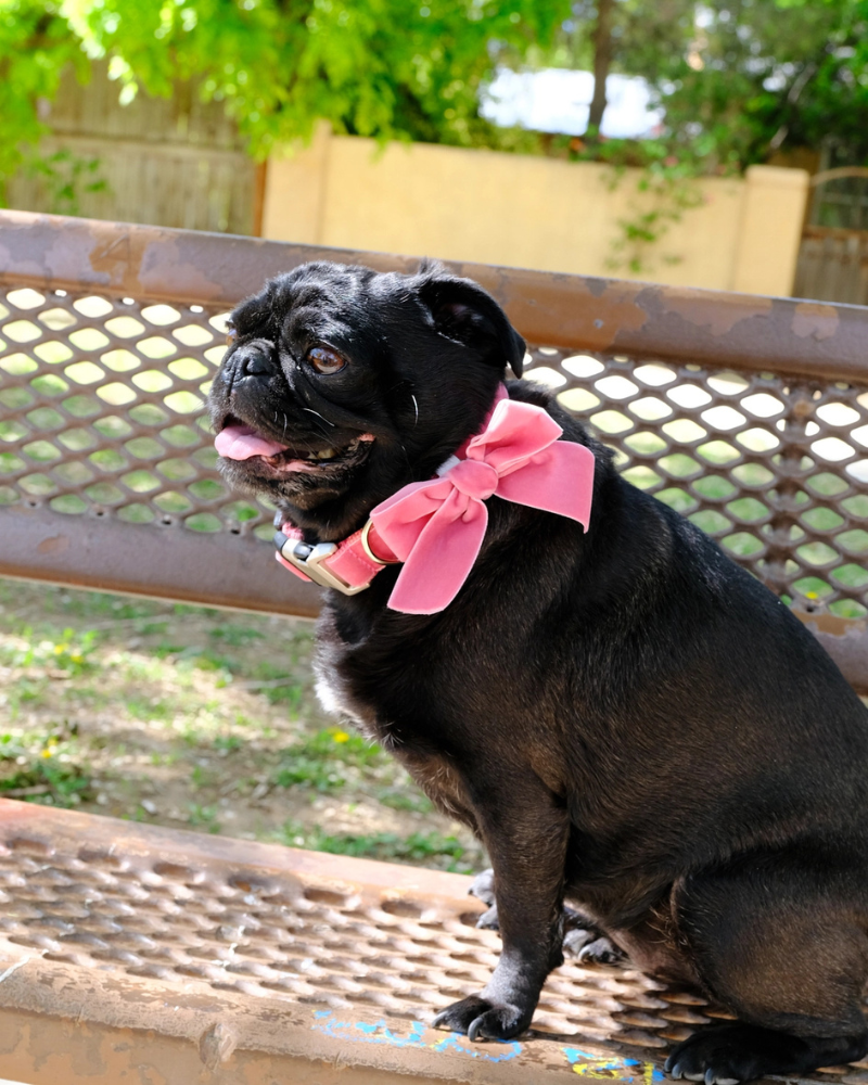 Velvet Dog Bow Collar Set in Primrose Pink