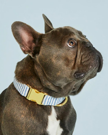 Lake Blue Stripe Dog Collar