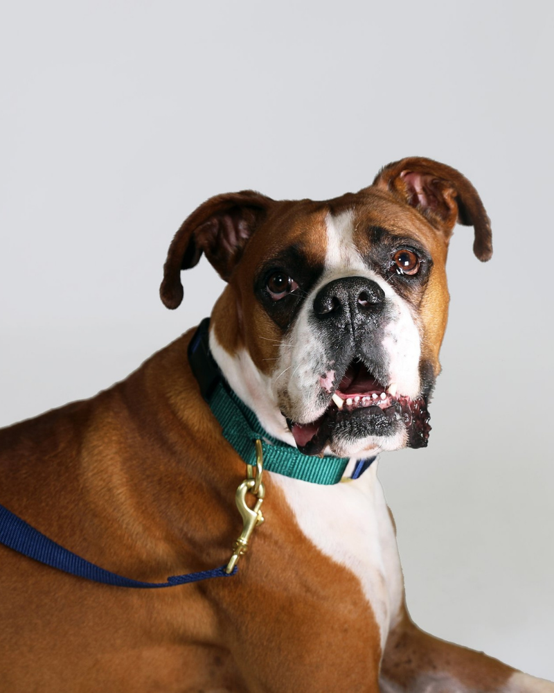 Martingale Dog Collar in Navy + Evergreen