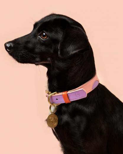 Sweet Leather Dog Collar