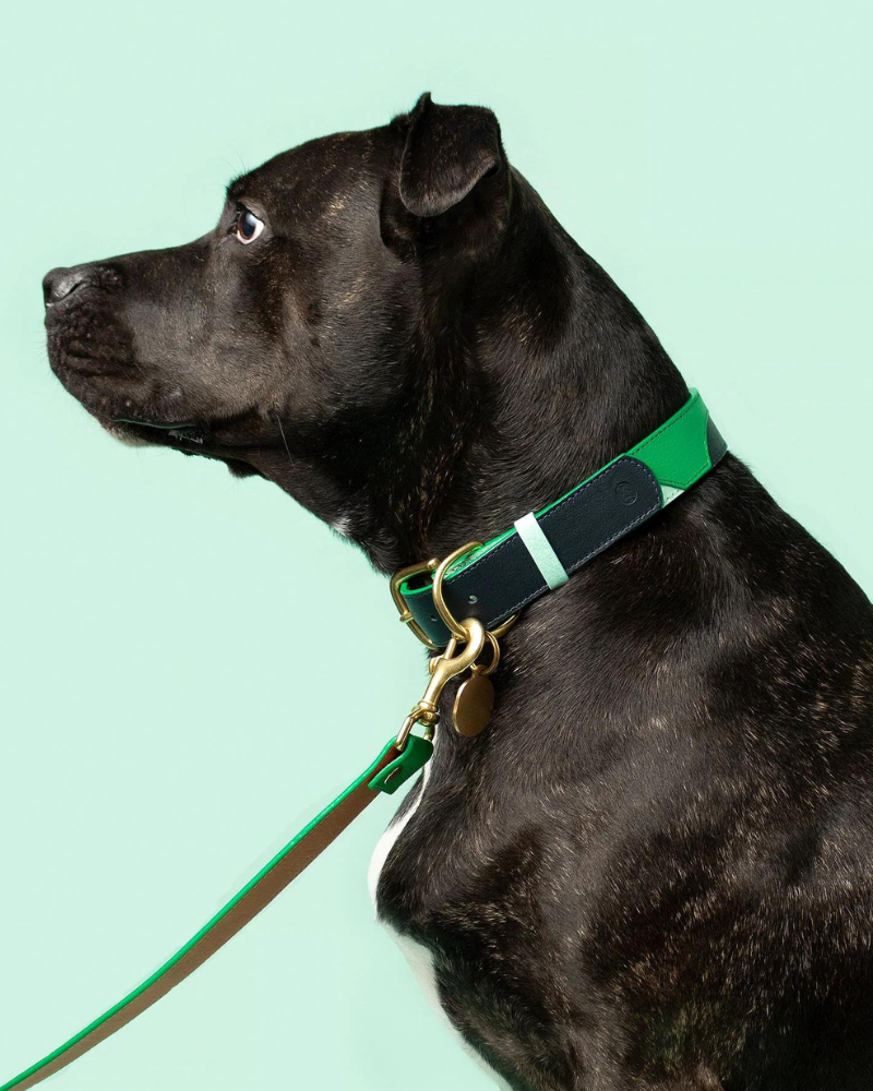 Brave Leather Dog Collar