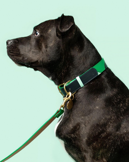 Brave Leather Dog Collar