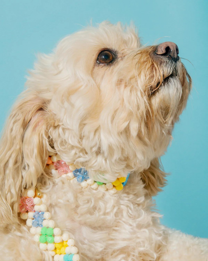 Broadway Beaded Dog Collar in Matinee