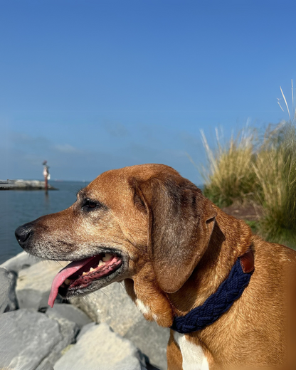 Seaside Cotton Woven Rope Dog Collar in Navy