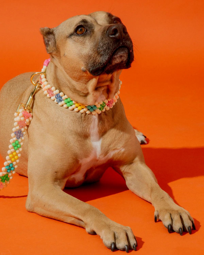 Broadway Beaded Dog Collar in Matinee