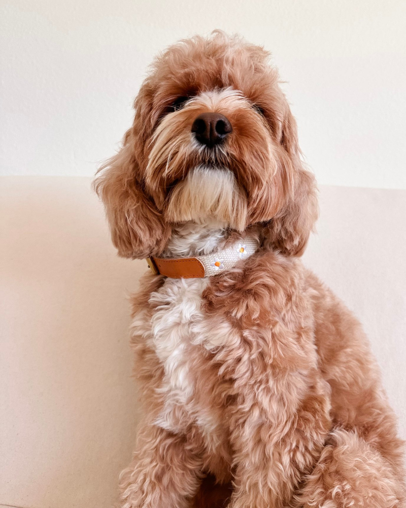 Cotton + Leather Daisy Dog Collar