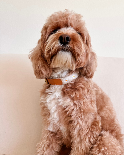 Cotton + Leather Daisy Dog Collar