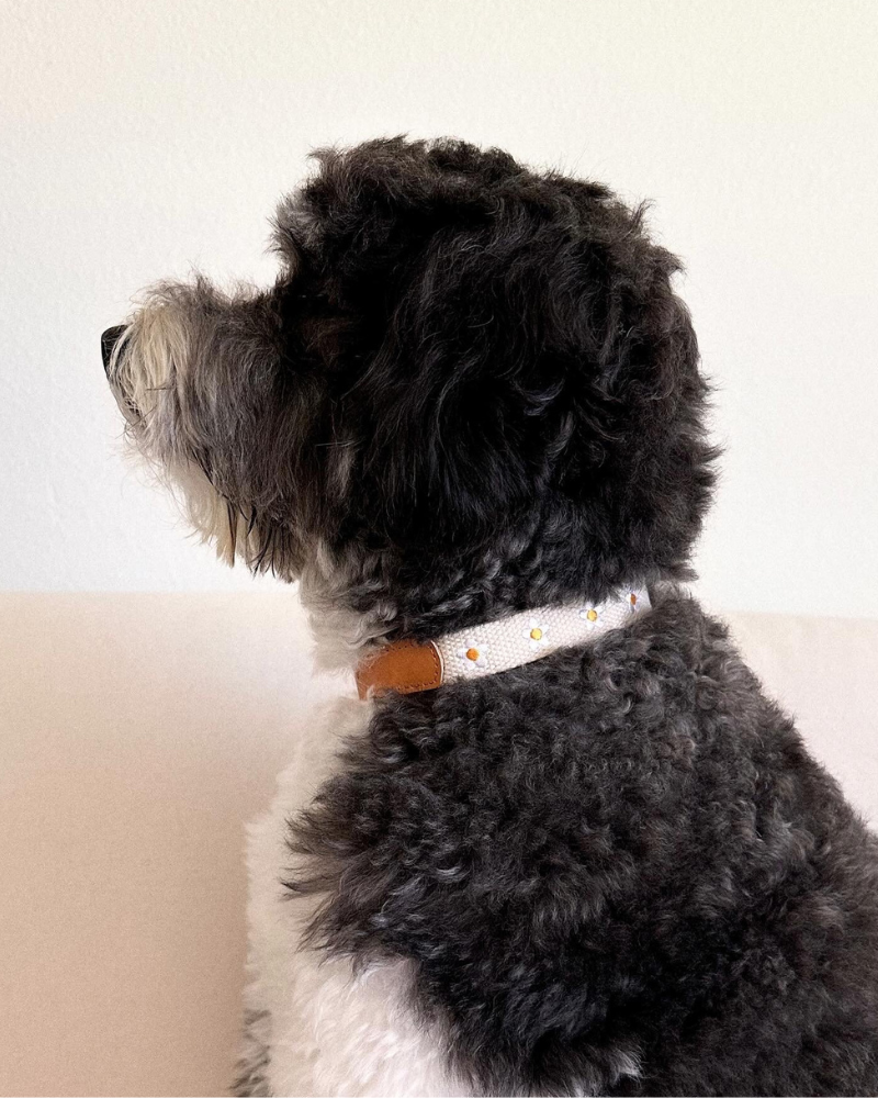 Cotton + Leather Daisy Dog Collar