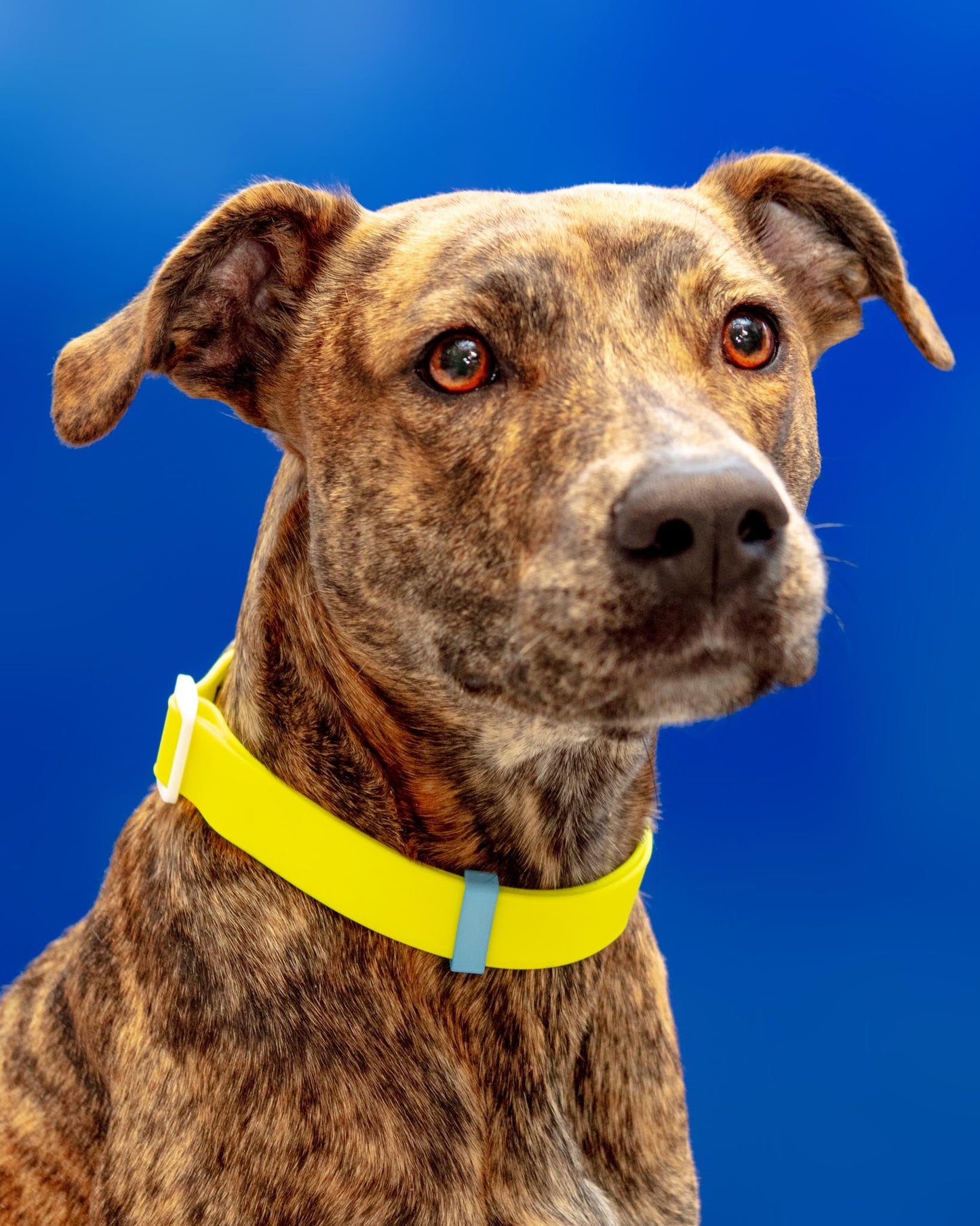 A Walk in the Park Dog Collar in Neon Yellow
