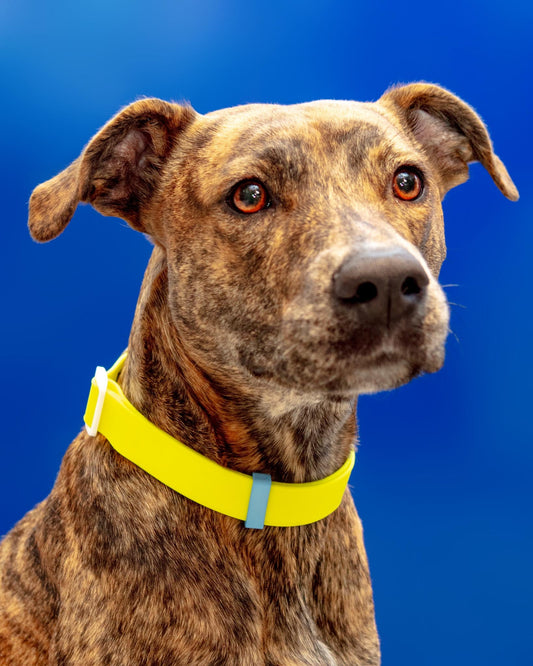 A Walk in the Park Dog Collar in Neon Yellow