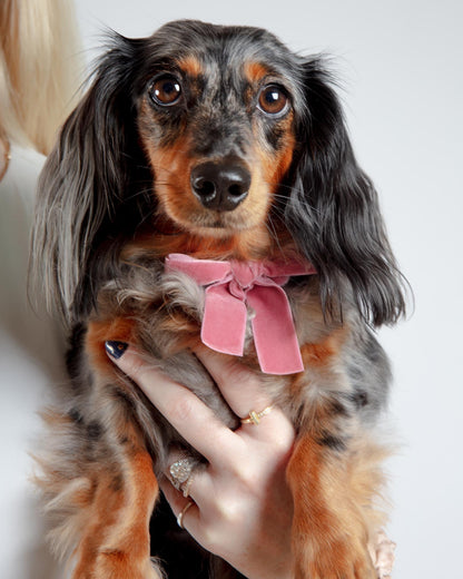 Velvet Dog Bow Collar Set in Primrose Pink