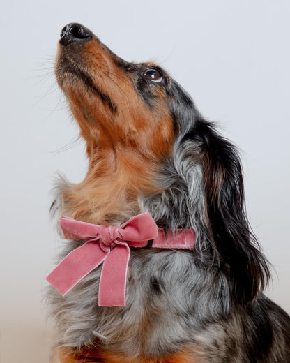 Velvet Dog Bow Collar Set in Primrose Pink