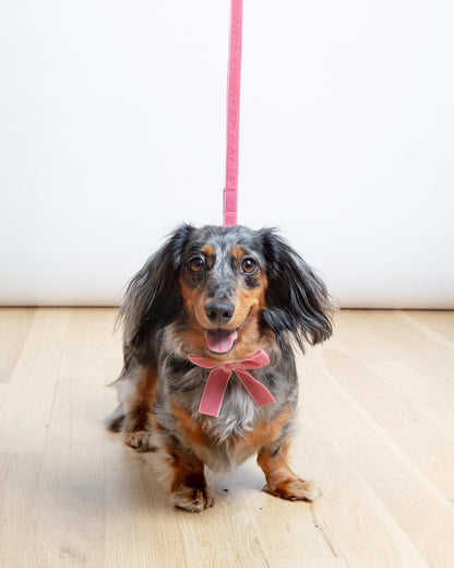 Velvet Dog Bow Collar Set in Primrose Pink