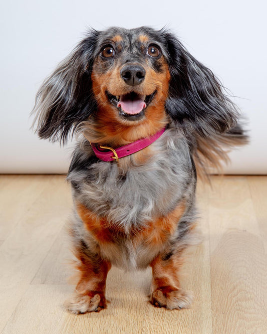 Butter Leather Dog Collar in Flamingo