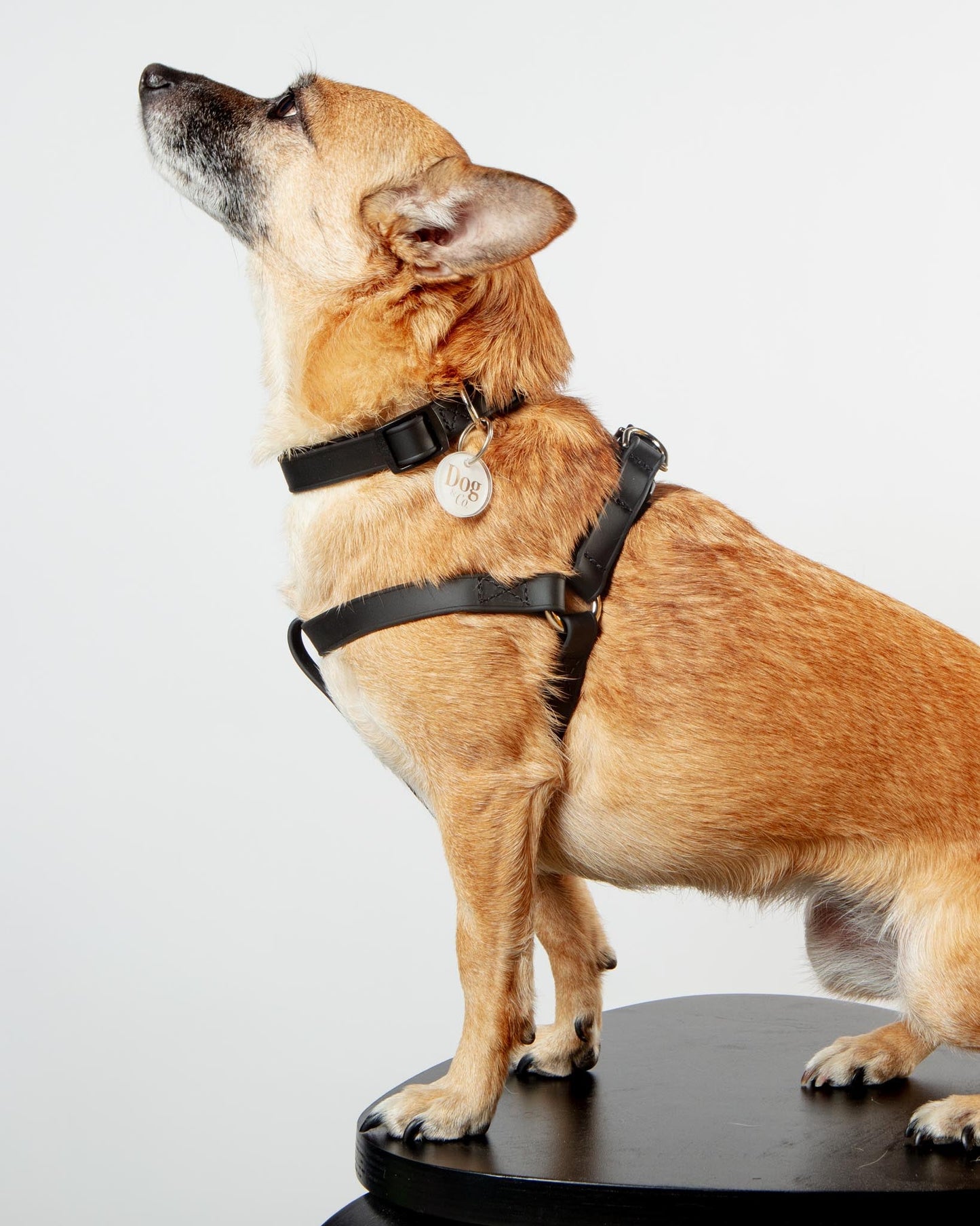 A Walk in the Park Dog Collar in Black