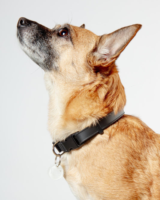 A Walk in the Park Dog Collar in Black