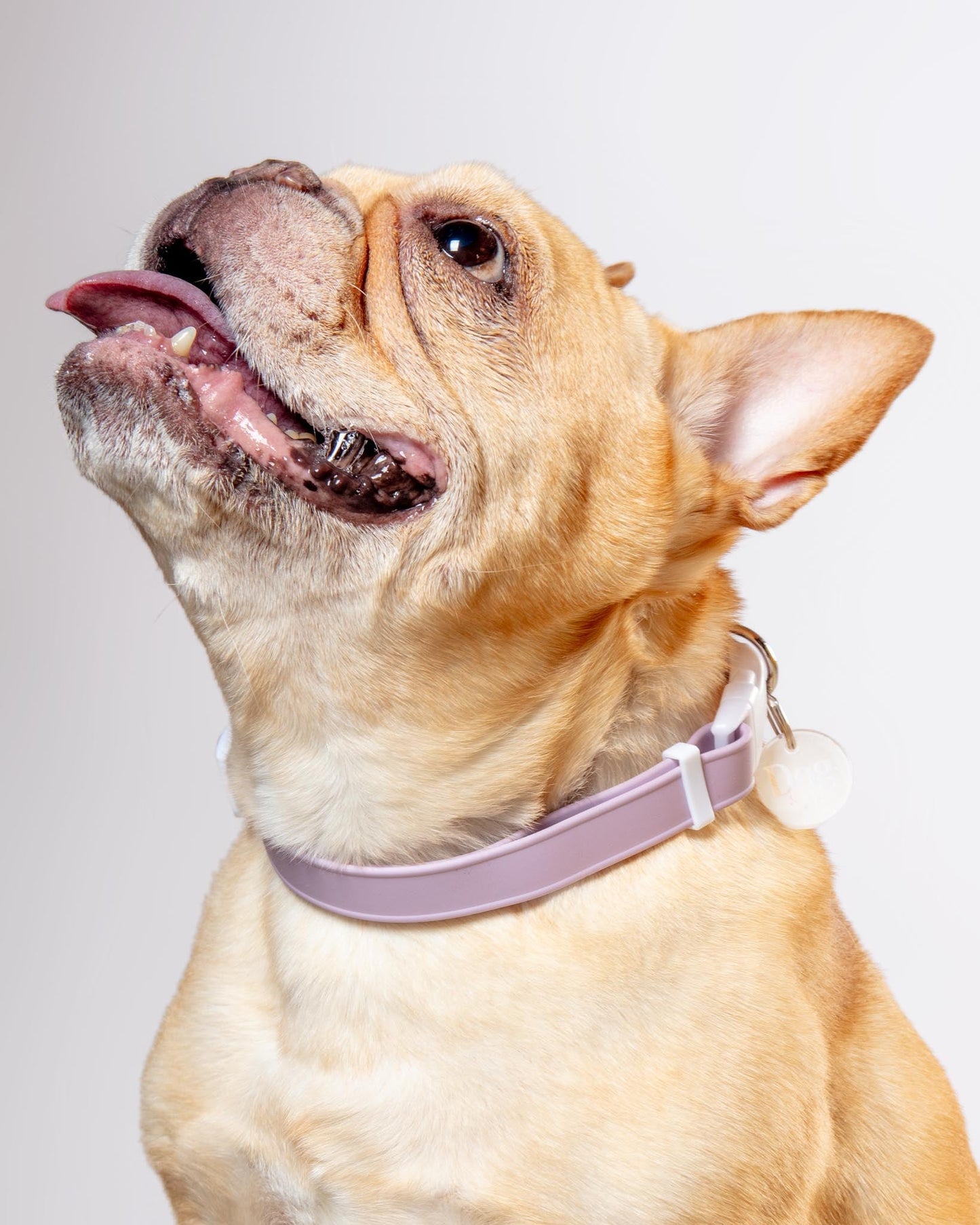 A Walk in the Park Dog Collar in Black