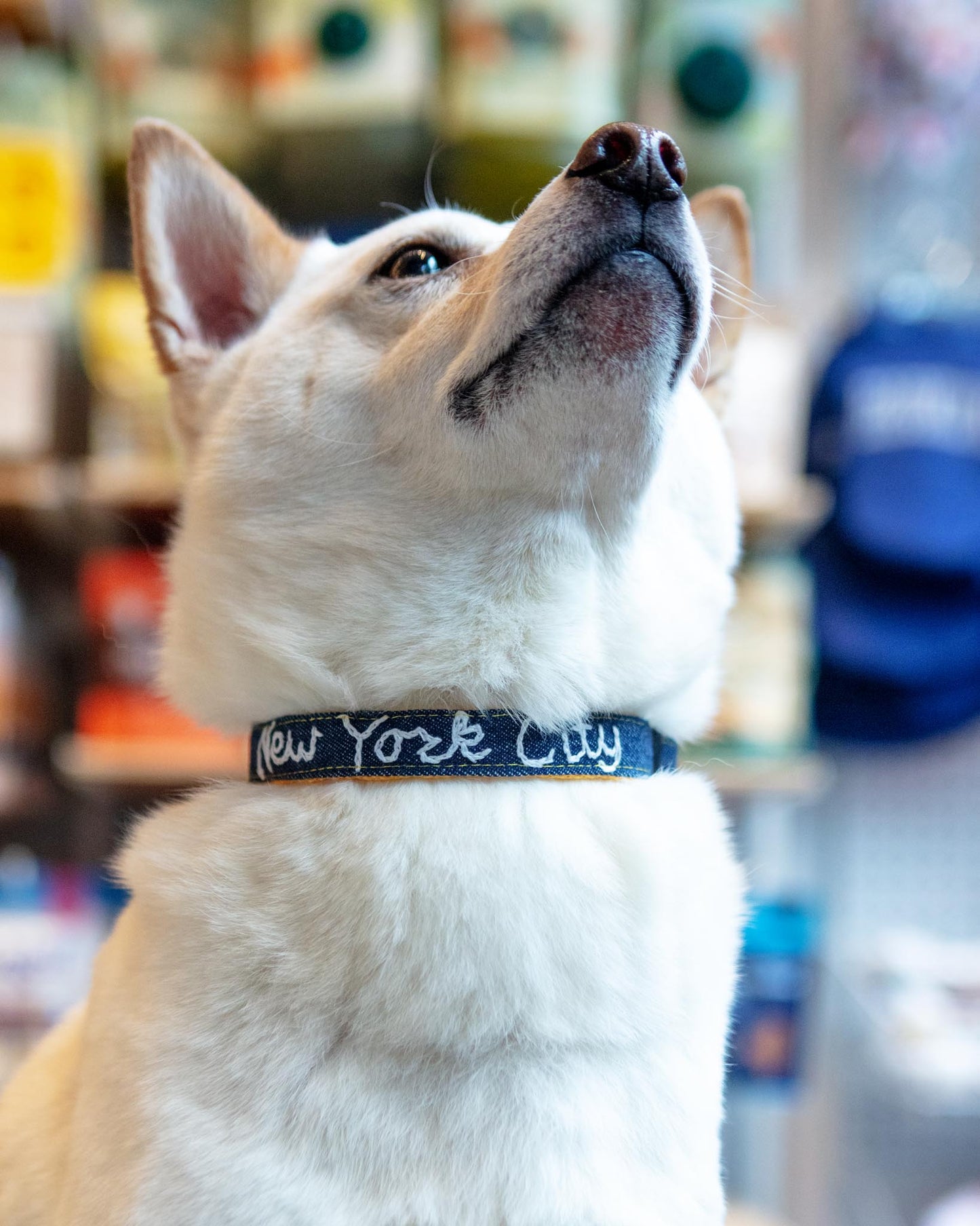 Hand Embroidered Dog Collar