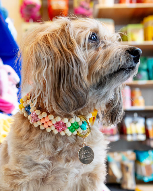 Broadway Beaded Dog Collar in Matinee
