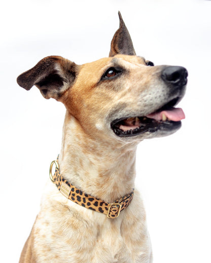 Side-Release Buckle Dog Collar in Leopard