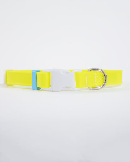 A Walk in the Park Dog Collar in Neon Yellow